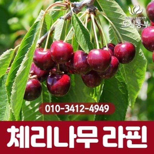 체리세라 이미지