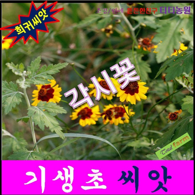 각시꽃 이미지
