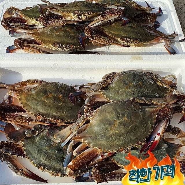 고흥냉동 이미지