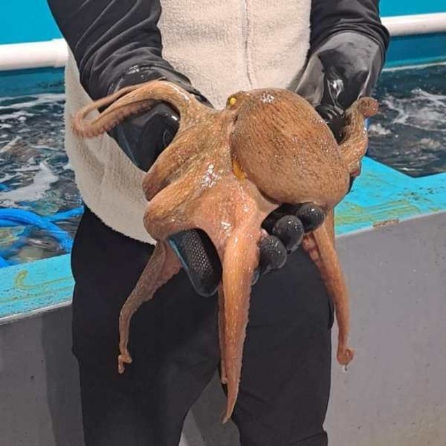 문어야 이미지