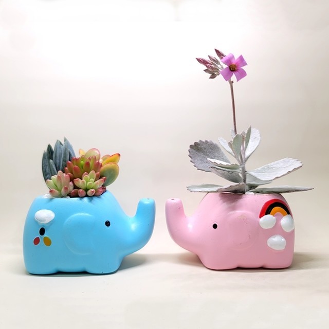 코끼리다육 이미지
