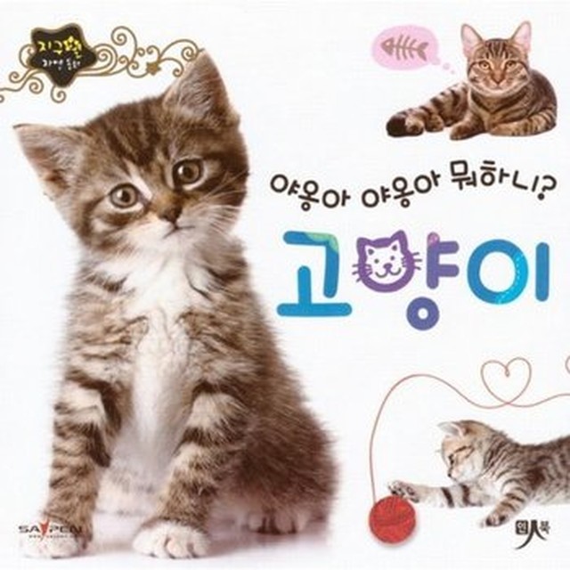 야옹 이미지
