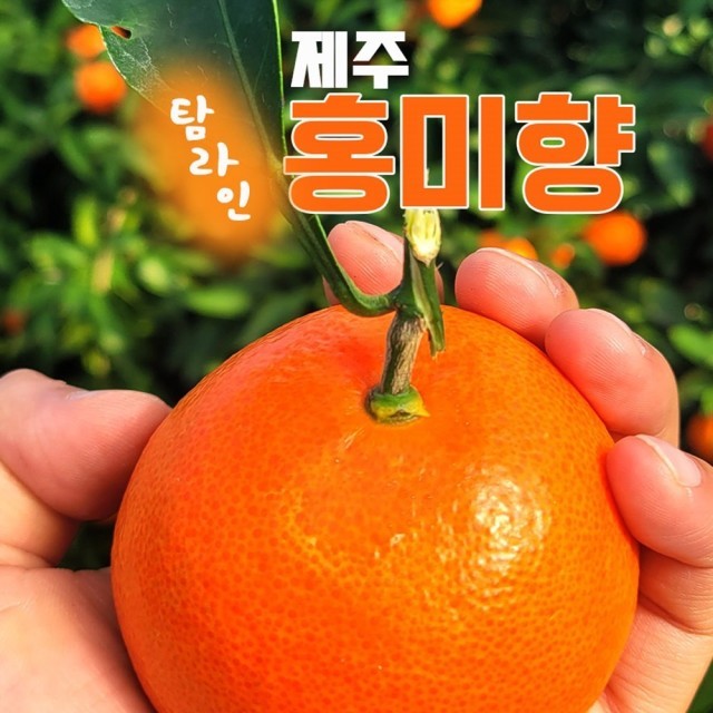 홍귤 이미지