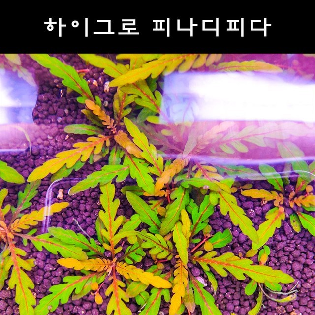 하이그로 이미지