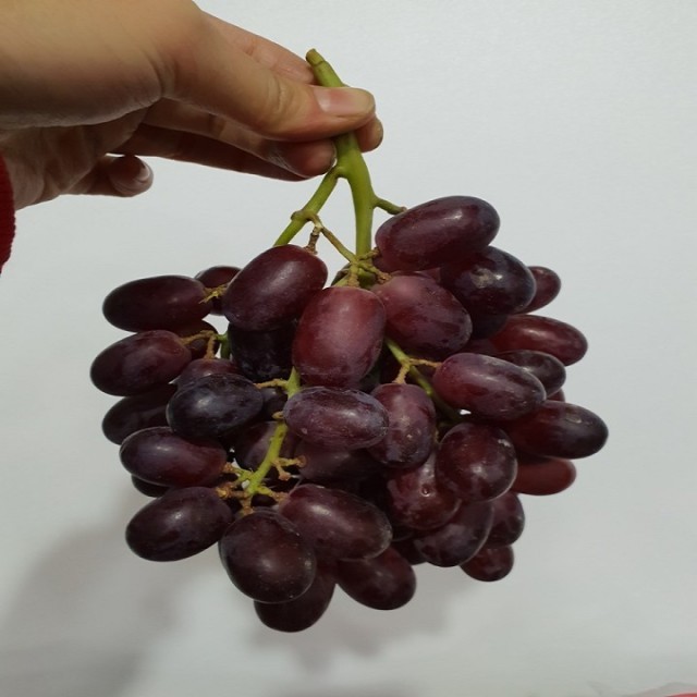 애플상점 이미지