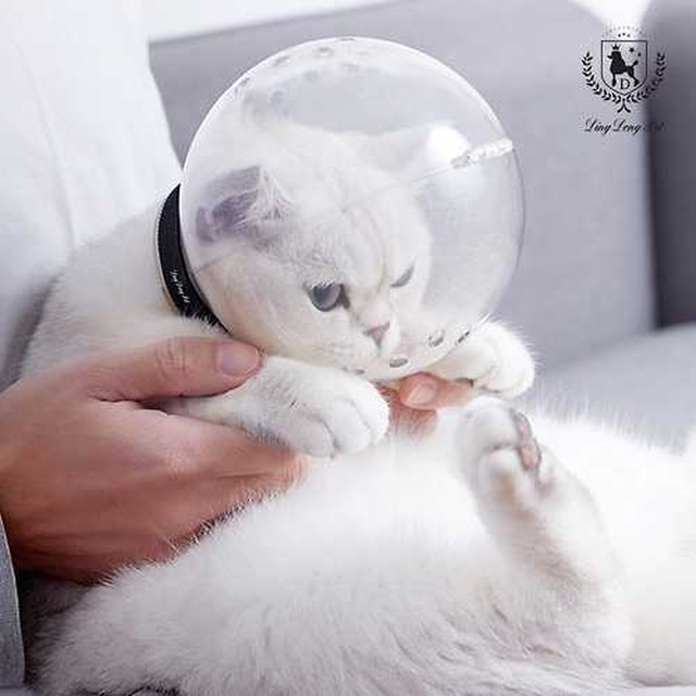 딩동 이미지