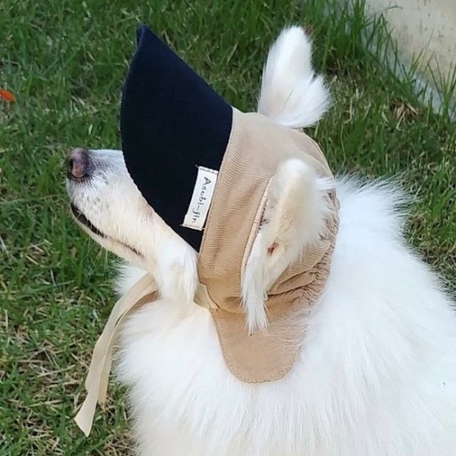 꼴레트 이미지