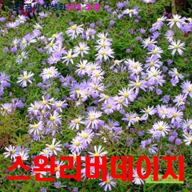 스완리버 이미지