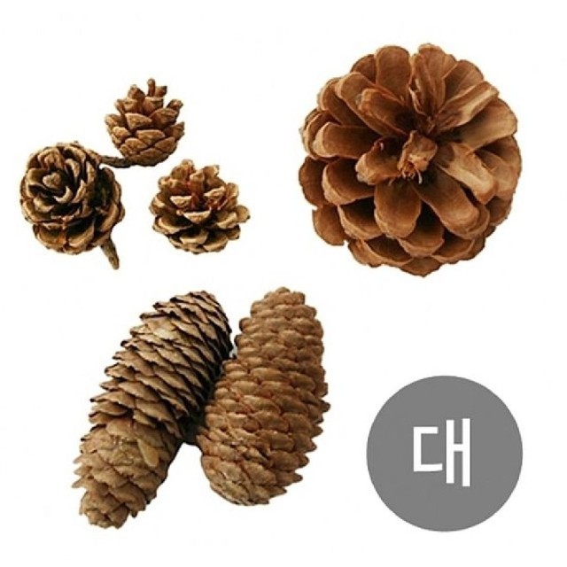 솔방울 이미지