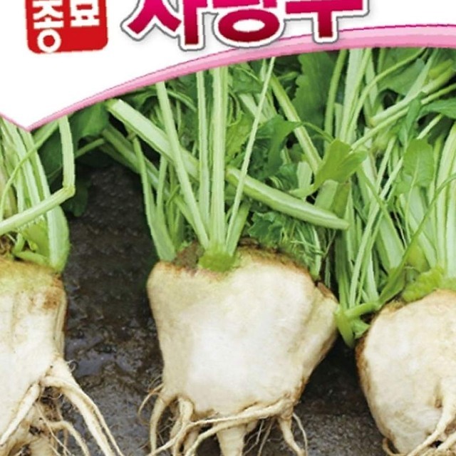 씨앗 이미지