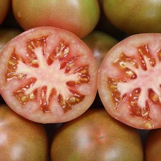 토마토 이미지