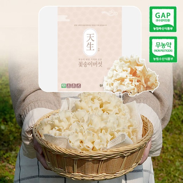버섯 이미지