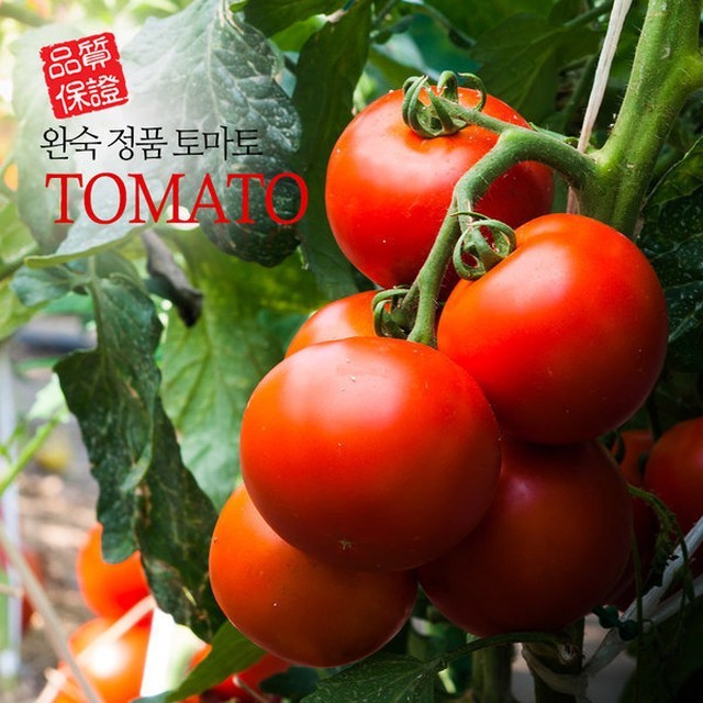 토마토 이미지