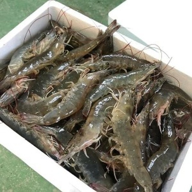 대하 이미지