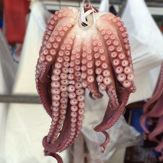 구구수산 이미지