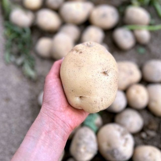 감자 이미지