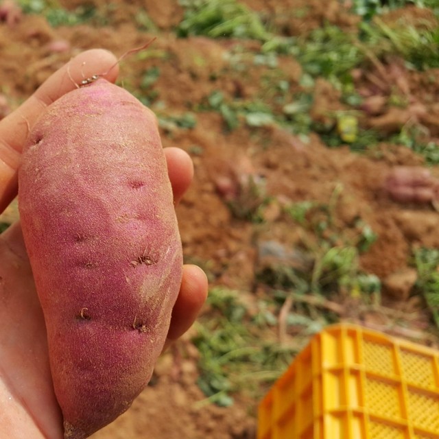 고구마 이미지