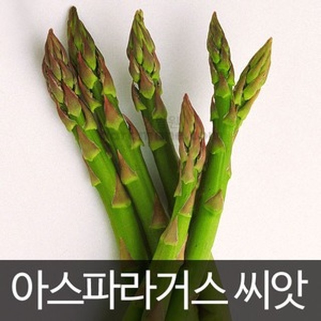 씨앗 이미지