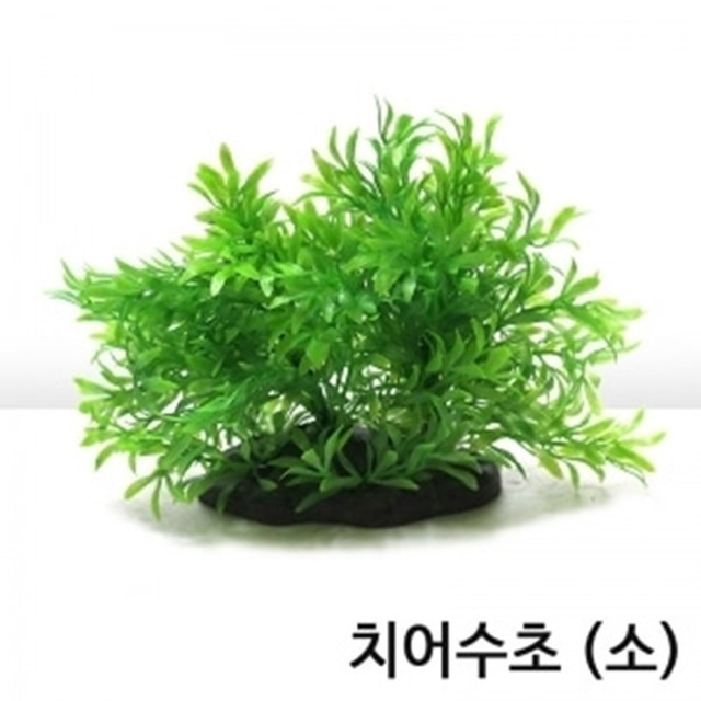 수초아쿠아 이미지