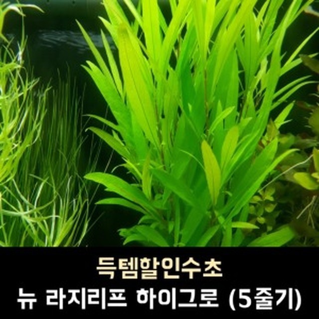 하이그로 이미지