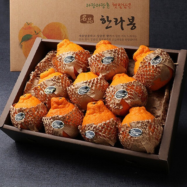과일애제주 이미지