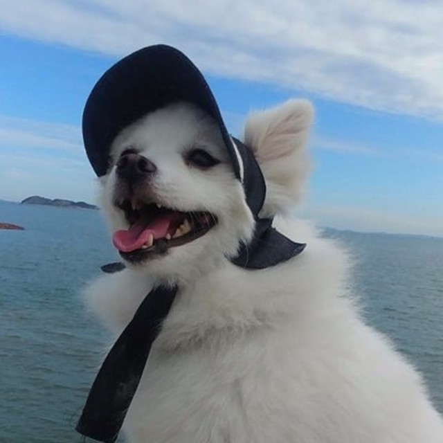 꼴레트 이미지