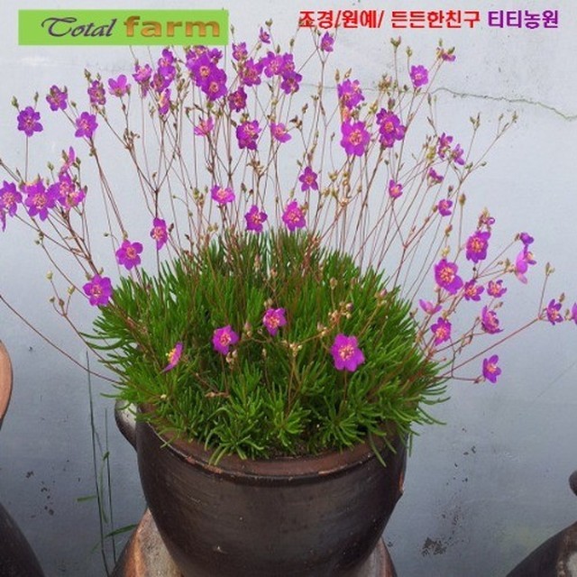 씨앗 이미지