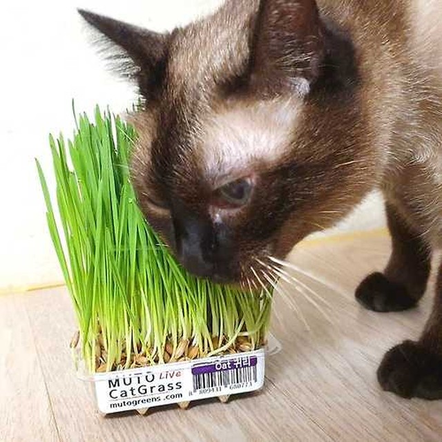 뮤토 이미지