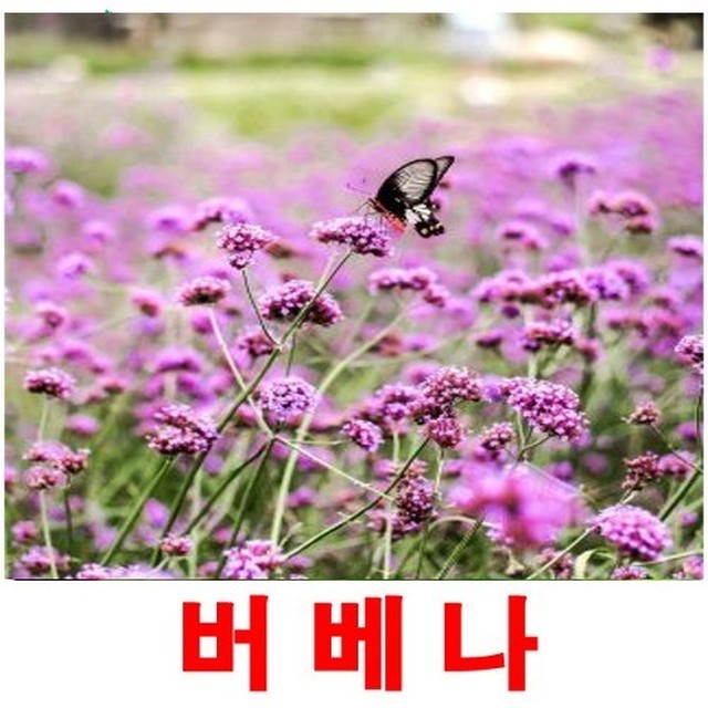 씨앗 이미지