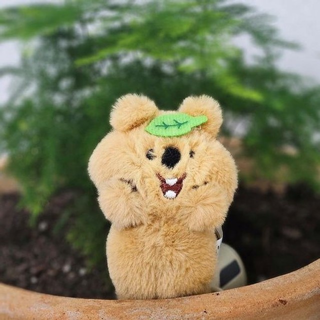 해피쿼카 이미지