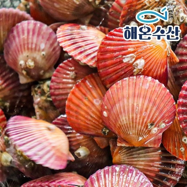 가리비 이미지