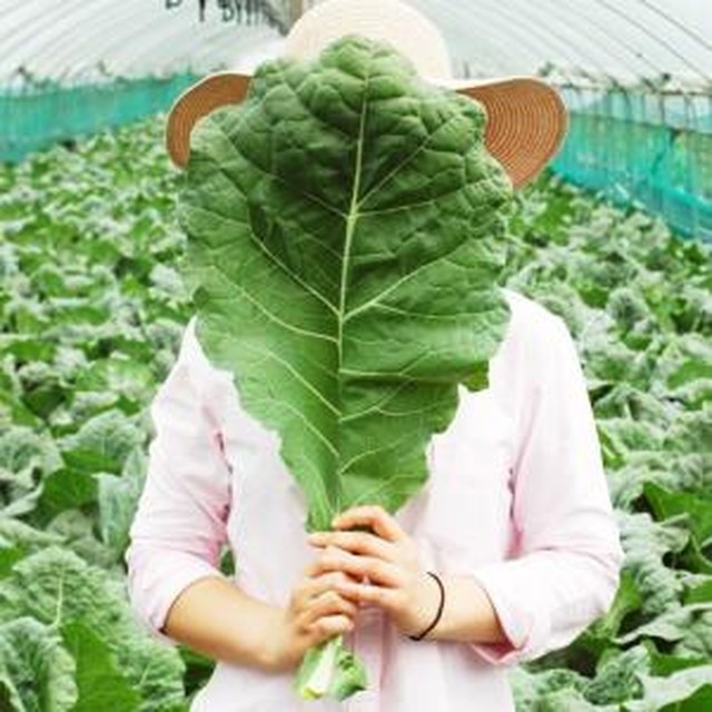케일 이미지