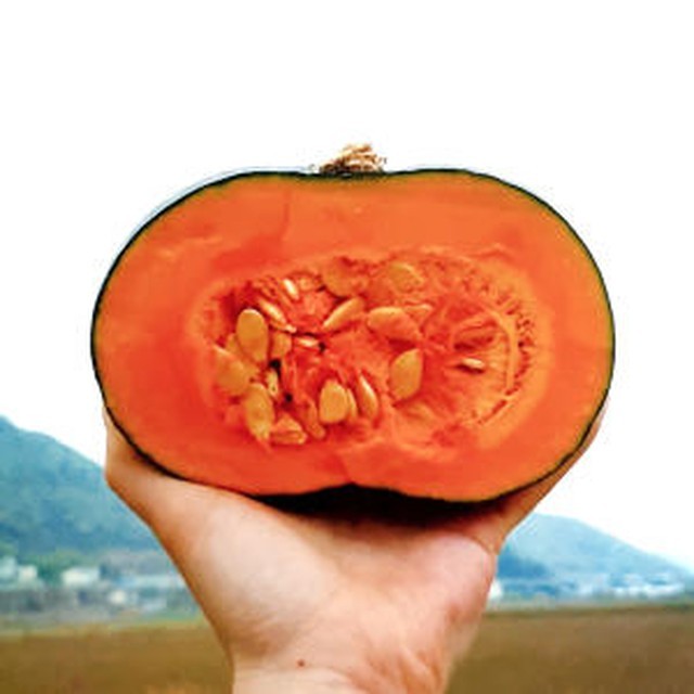 호박 이미지