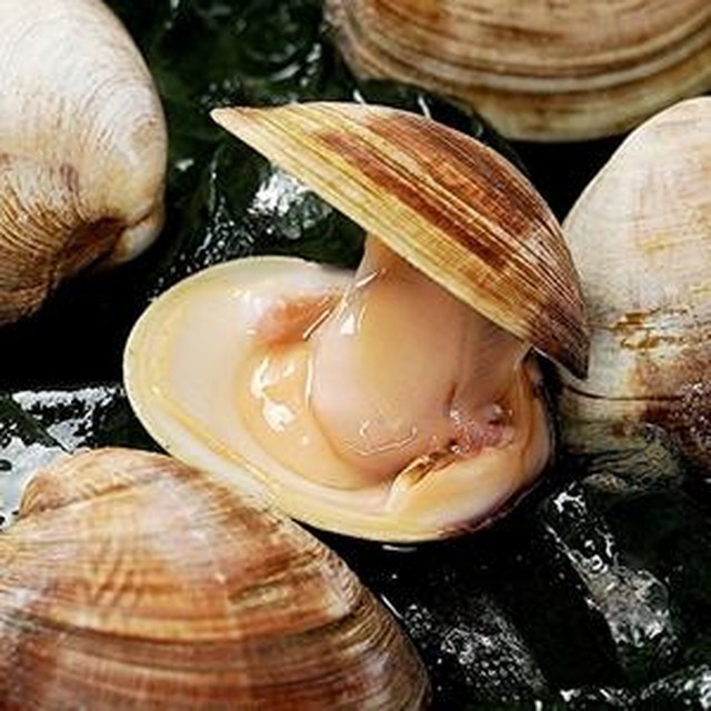 조개야 이미지