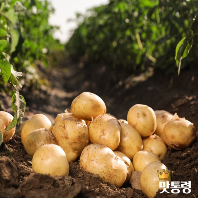 맛통령 이미지