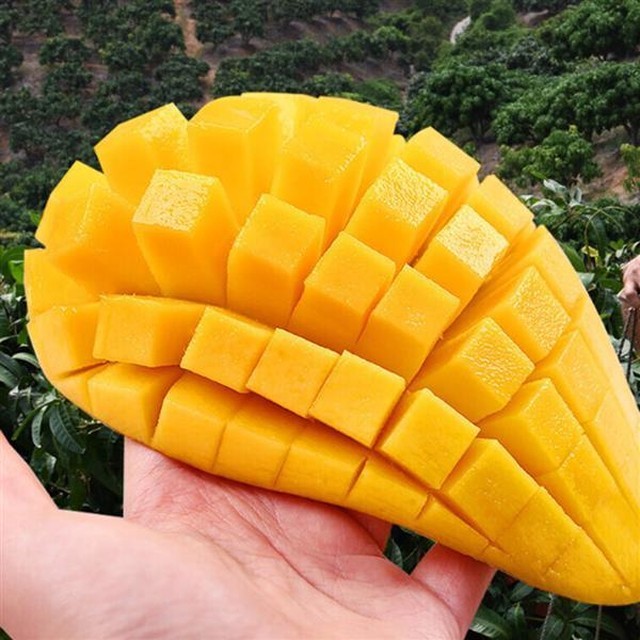 망고 이미지