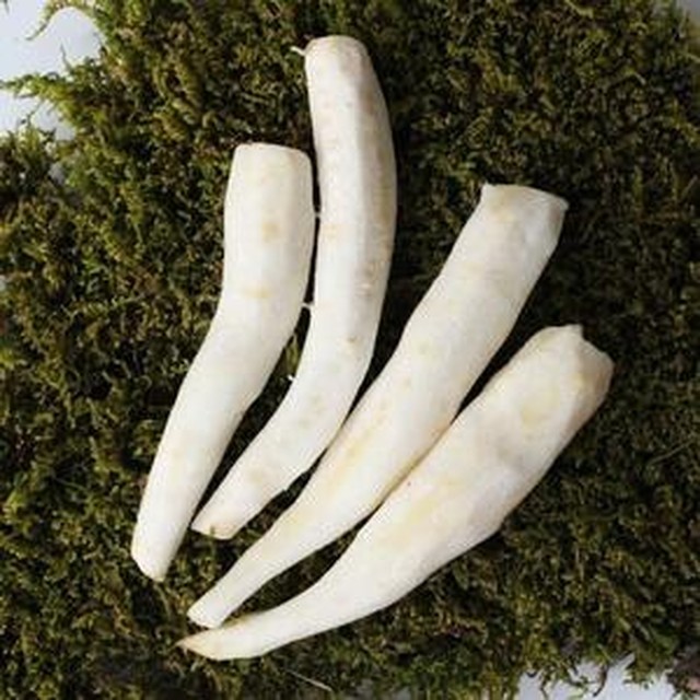 더덕 이미지