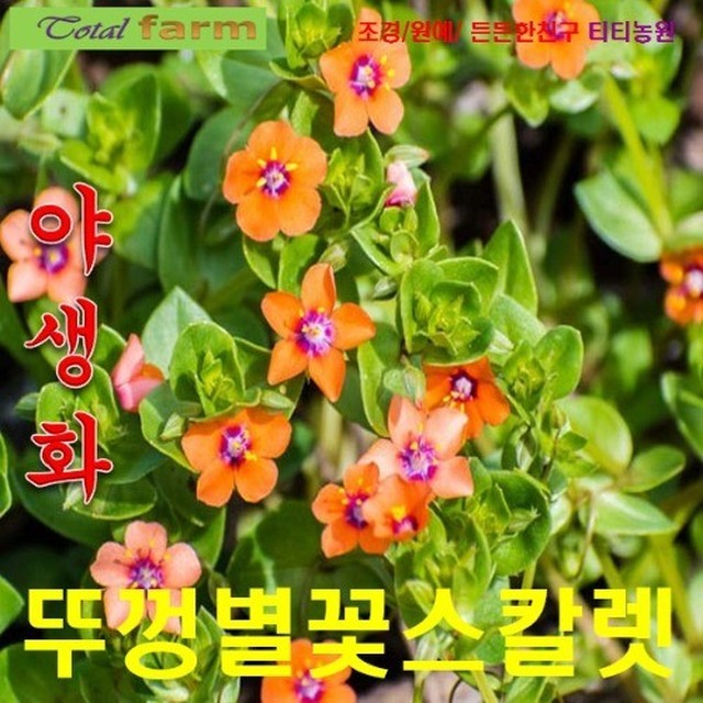 꽃씨 이미지