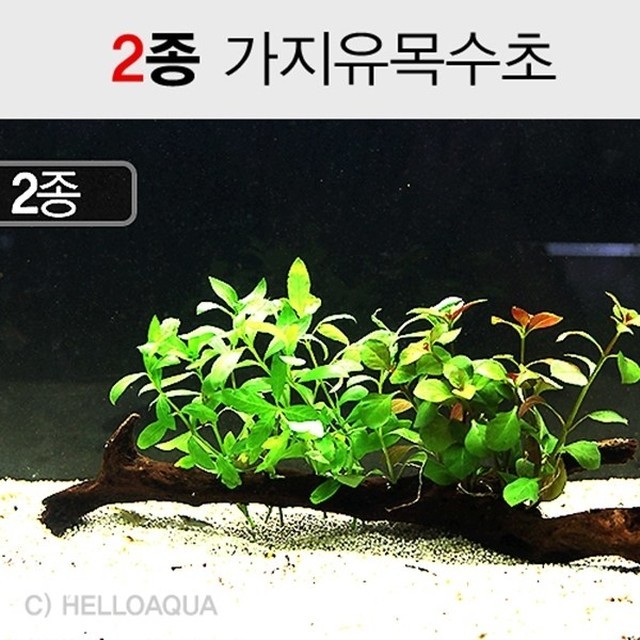 하이그로 이미지
