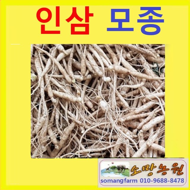 소망인삼 이미지
