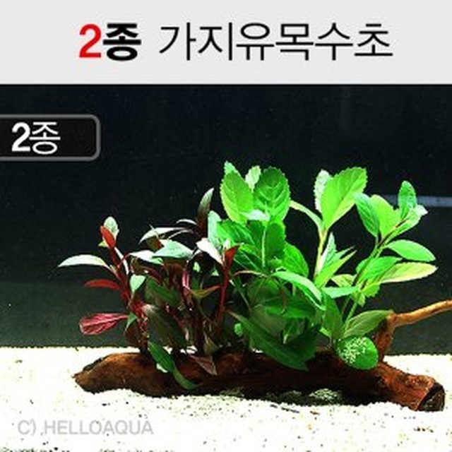 유목 이미지