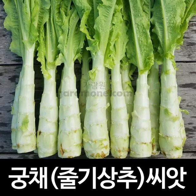 씨앗 이미지