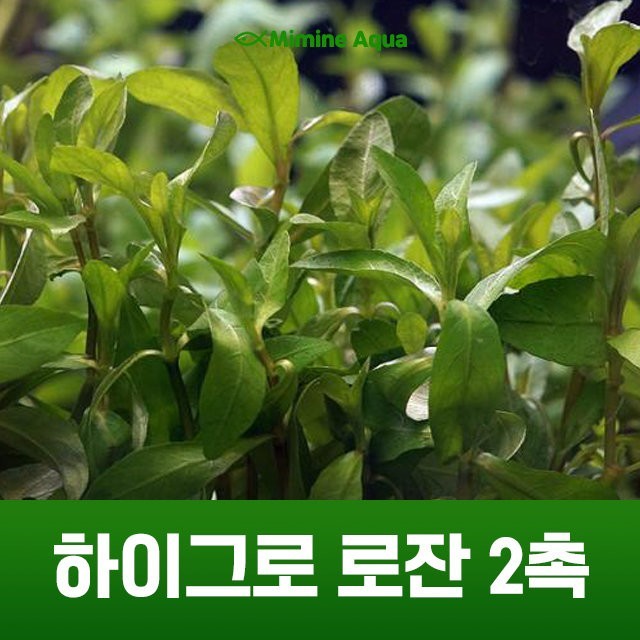 하이그로 이미지
