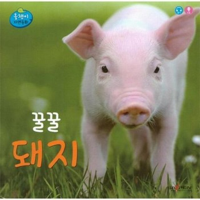 꿀꿀돼지 이미지