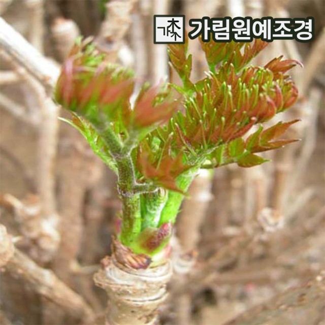 민조경 이미지