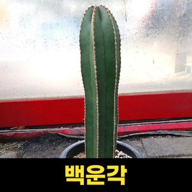 백운각 이미지