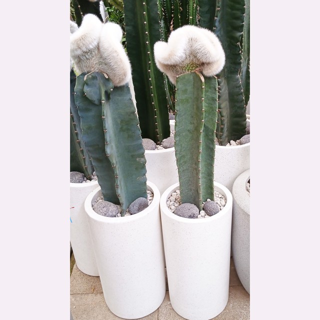 다은농원 이미지