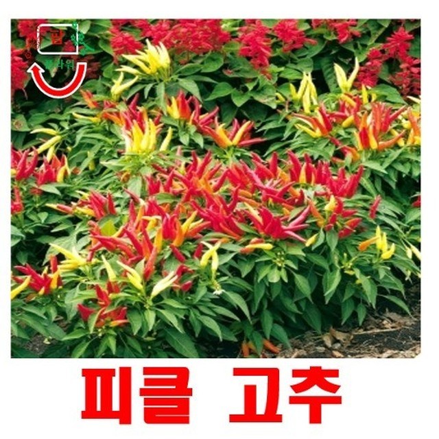 씨앗 이미지