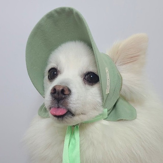꼴레트 이미지