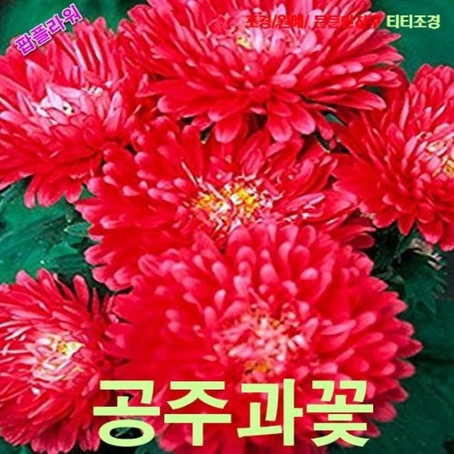 씨앗 이미지